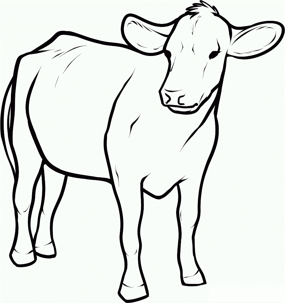 Cow Coloring Sheets Printable