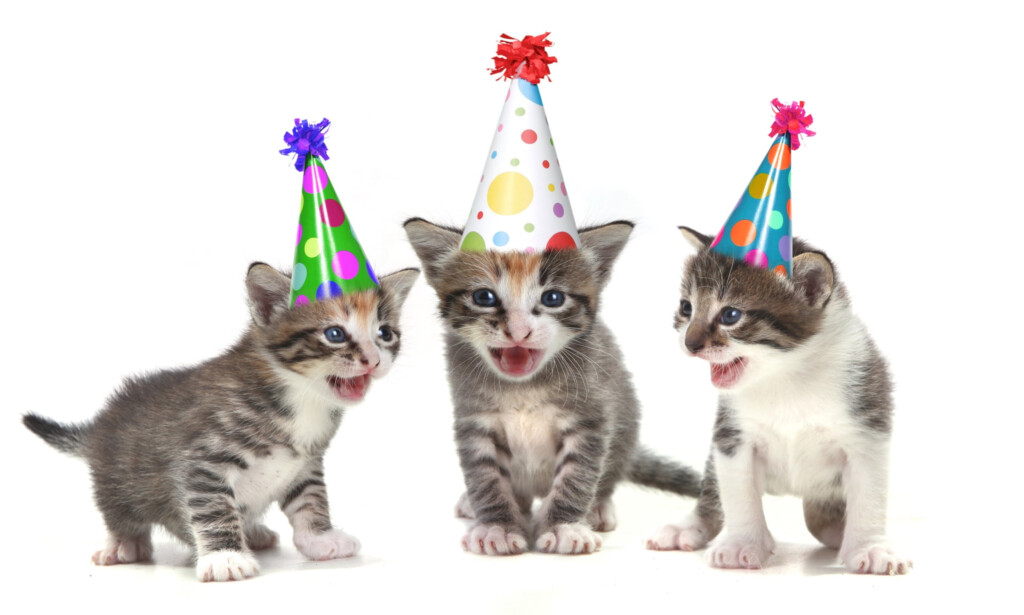 FREE Printable Cat Themed Birthday Invitations FREE Invitation 