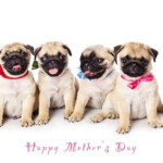 Mother s Day Blank Pug Card Party Pugs Etsy Happy Birthday Dog